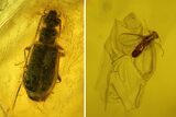 Fossil Fly (Diptera) and Beetle (Coleoptera) In Baltic Amber #150745-1